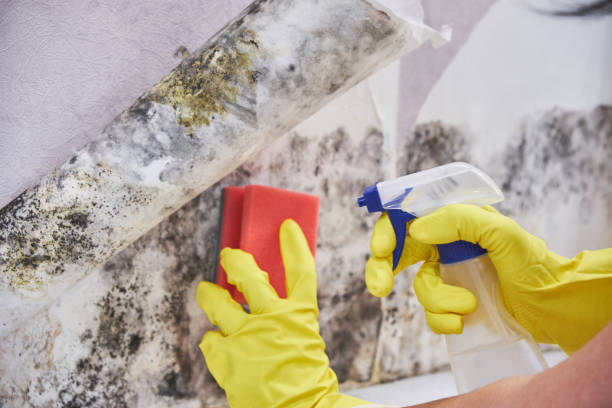 Best Basement Mold Removal  in Ruidoso Downs, NM